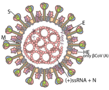 Detail Corona Png Nomer 41