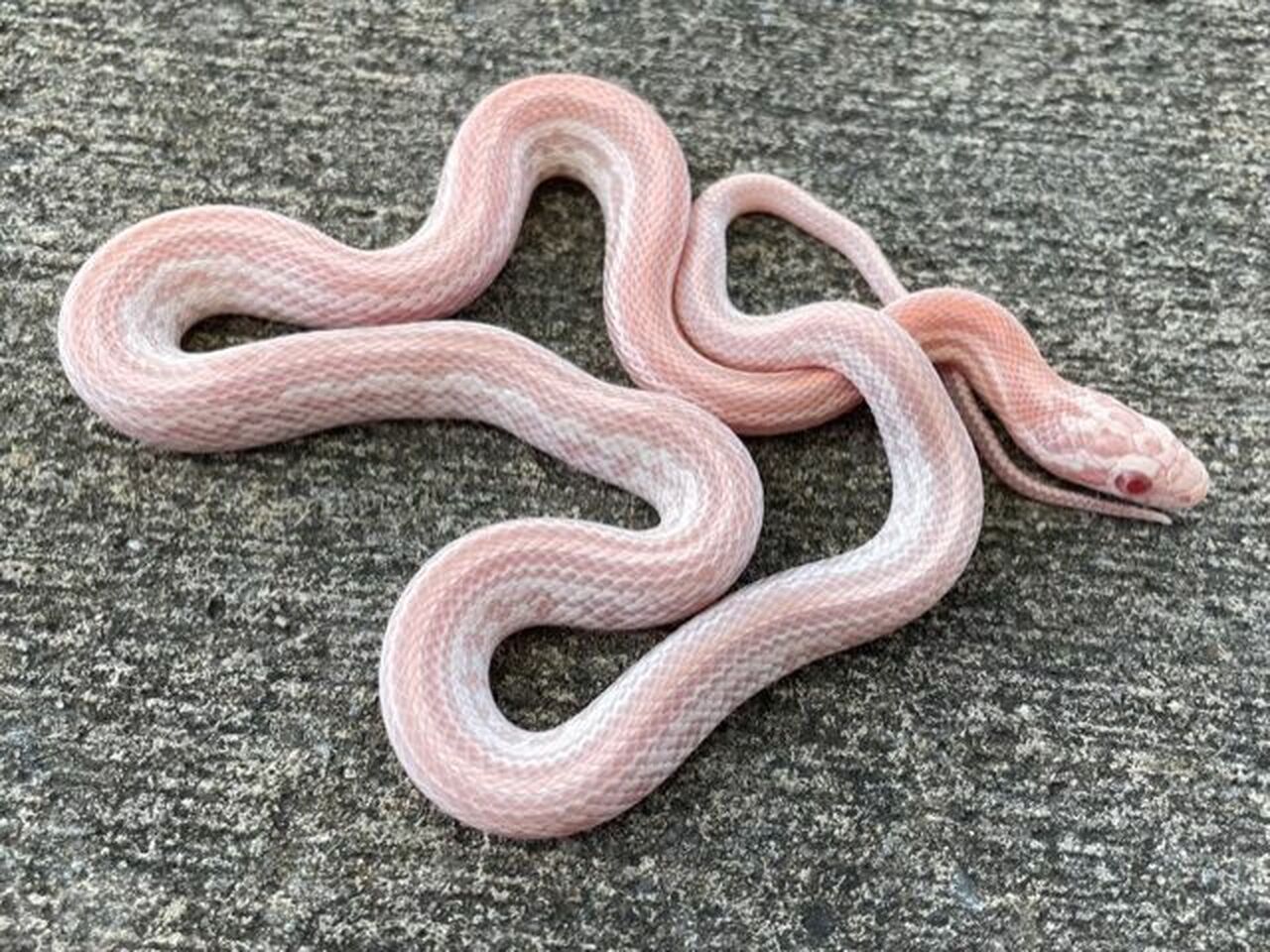 Detail Cotton Candy Snow Corn Snake Nomer 2