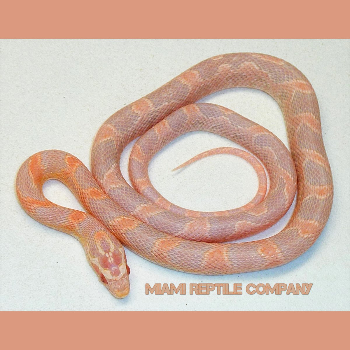 Detail Cotton Candy Snow Corn Snake Nomer 10