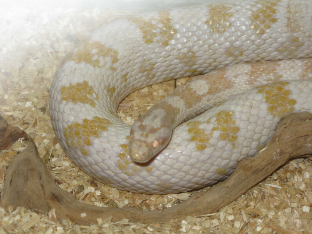 Detail Cotton Candy Snow Corn Snake Nomer 12