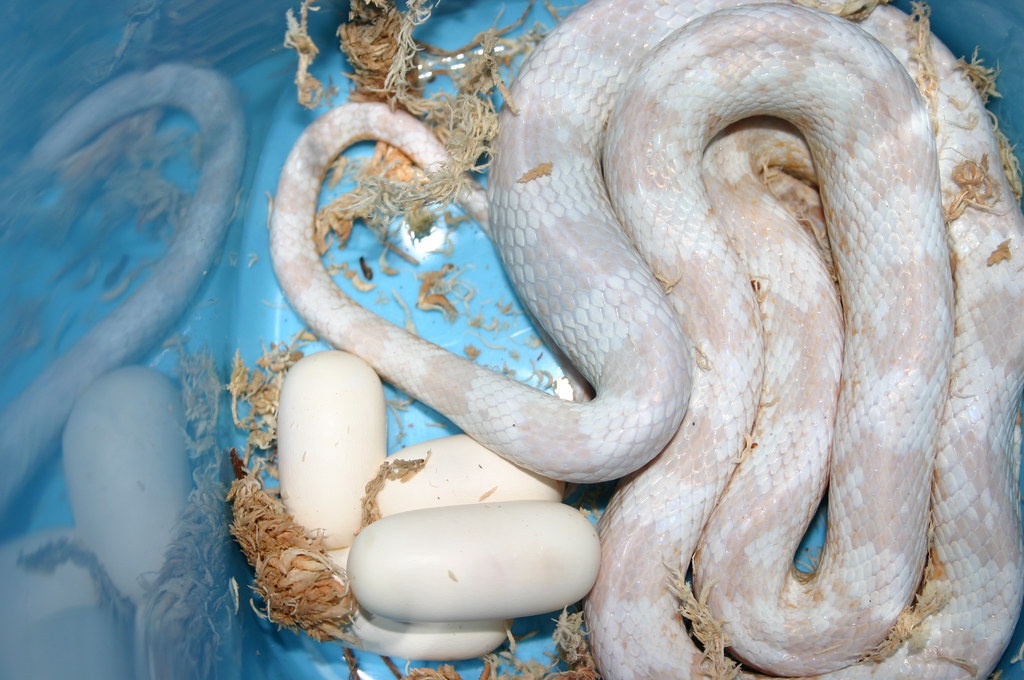 Detail Cotton Candy Snow Corn Snake Nomer 13