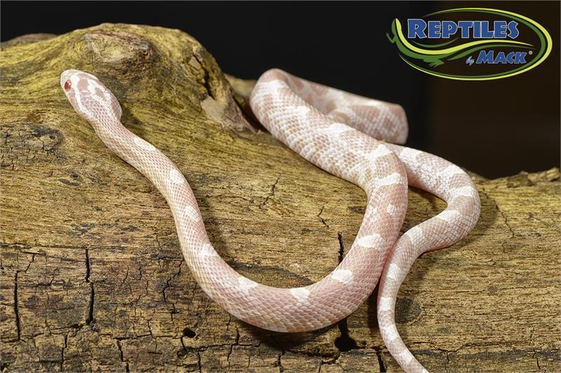 Detail Cotton Candy Snow Corn Snake Nomer 17