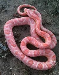 Detail Cotton Candy Snow Corn Snake Nomer 3