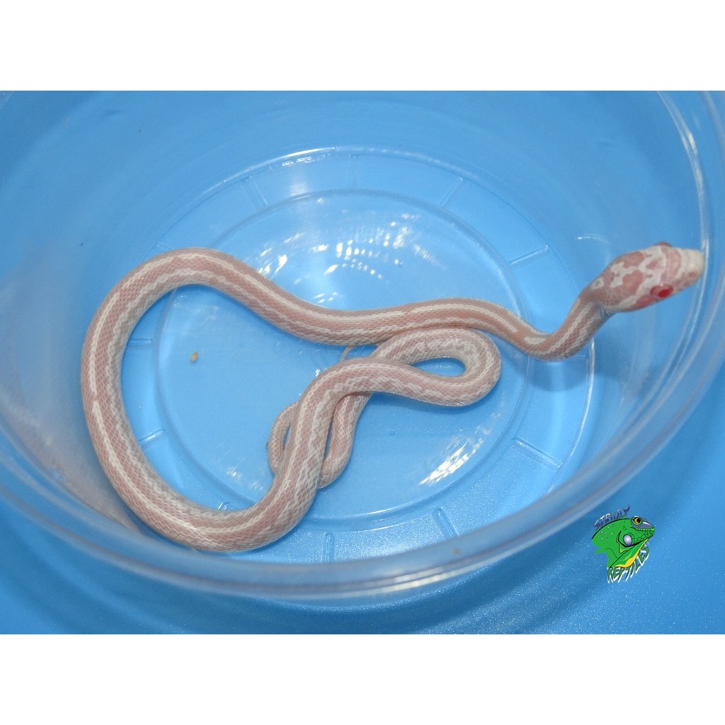 Detail Cotton Candy Snow Corn Snake Nomer 19