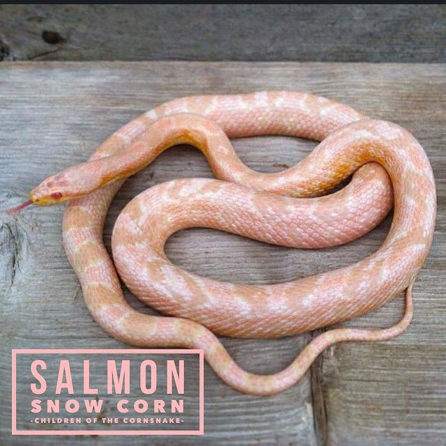 Detail Cotton Candy Snow Corn Snake Nomer 20