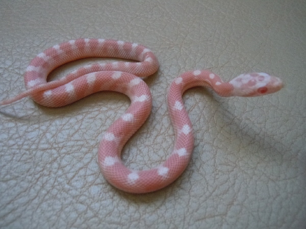 Detail Cotton Candy Snow Corn Snake Nomer 24