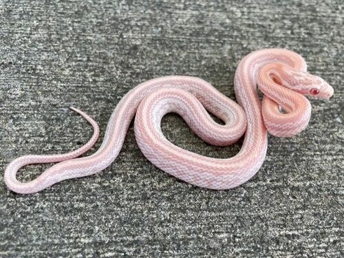 Detail Cotton Candy Snow Corn Snake Nomer 4