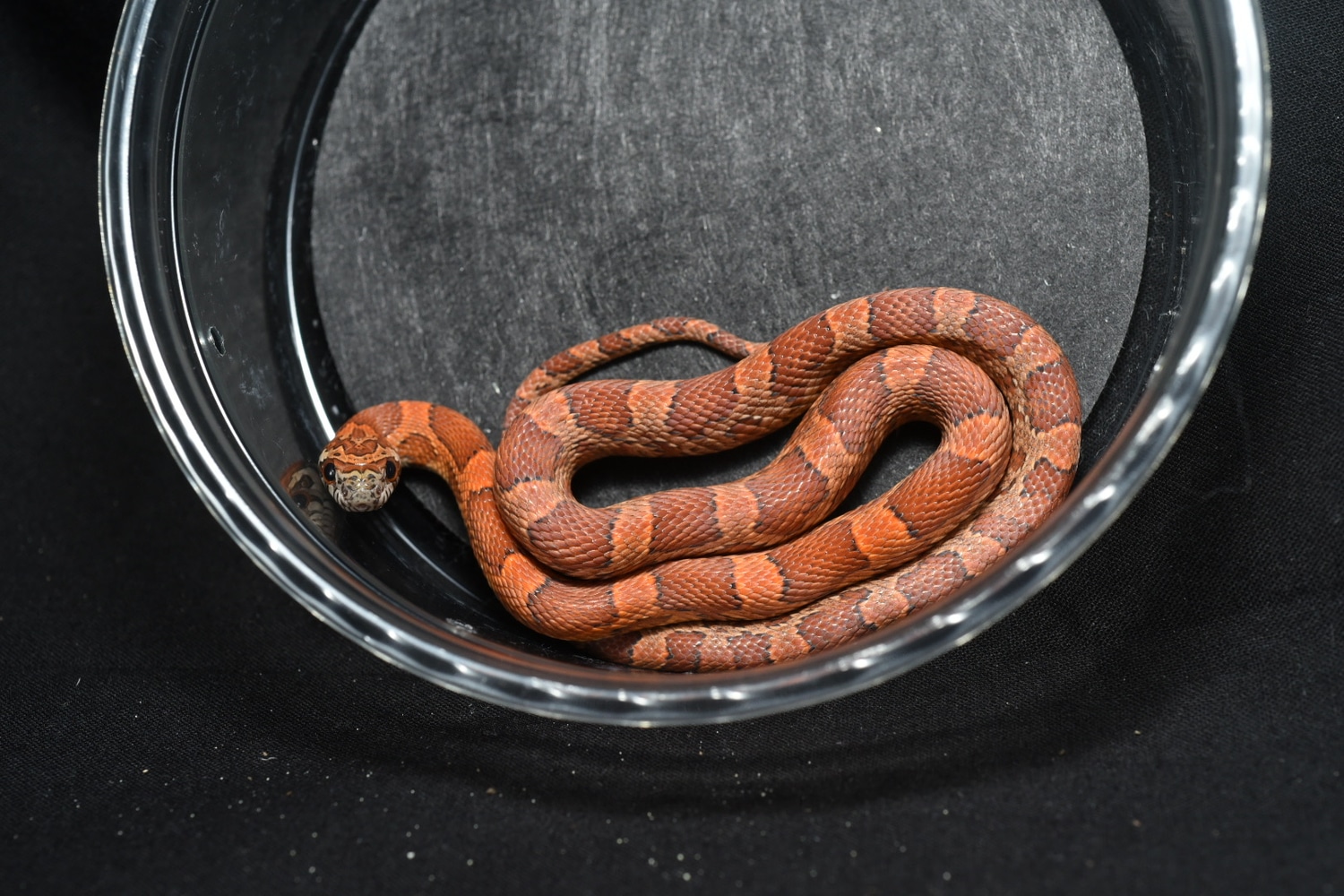 Detail Cotton Candy Snow Corn Snake Nomer 32