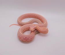 Detail Cotton Candy Snow Corn Snake Nomer 37