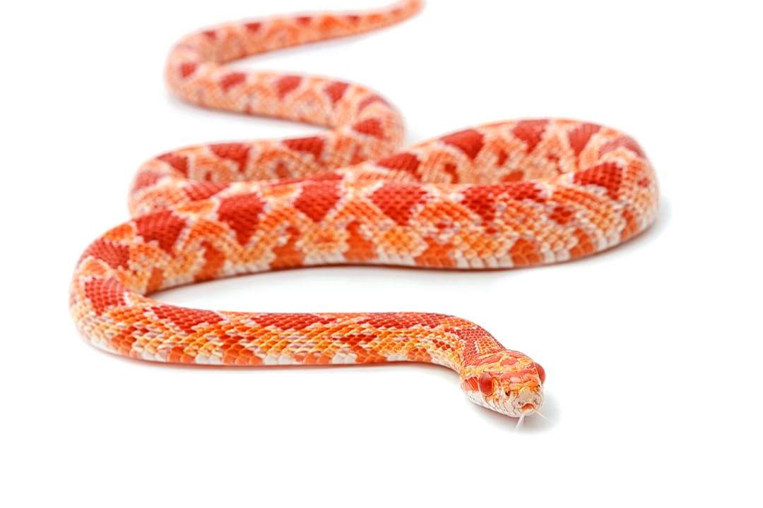 Detail Cotton Candy Snow Corn Snake Nomer 40