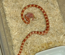 Detail Cotton Candy Snow Corn Snake Nomer 41