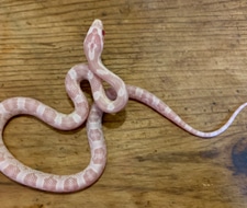 Detail Cotton Candy Snow Corn Snake Nomer 42