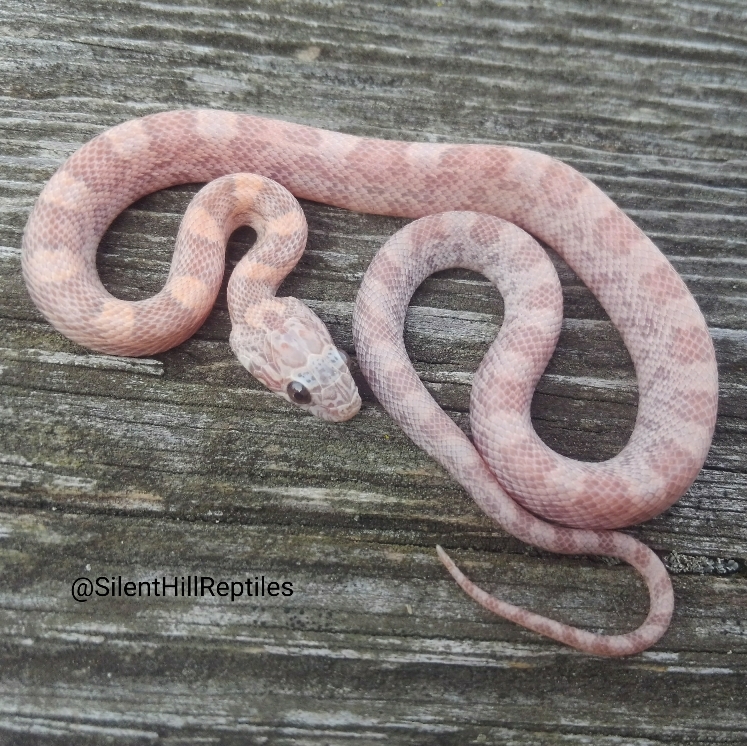 Detail Cotton Candy Snow Corn Snake Nomer 49