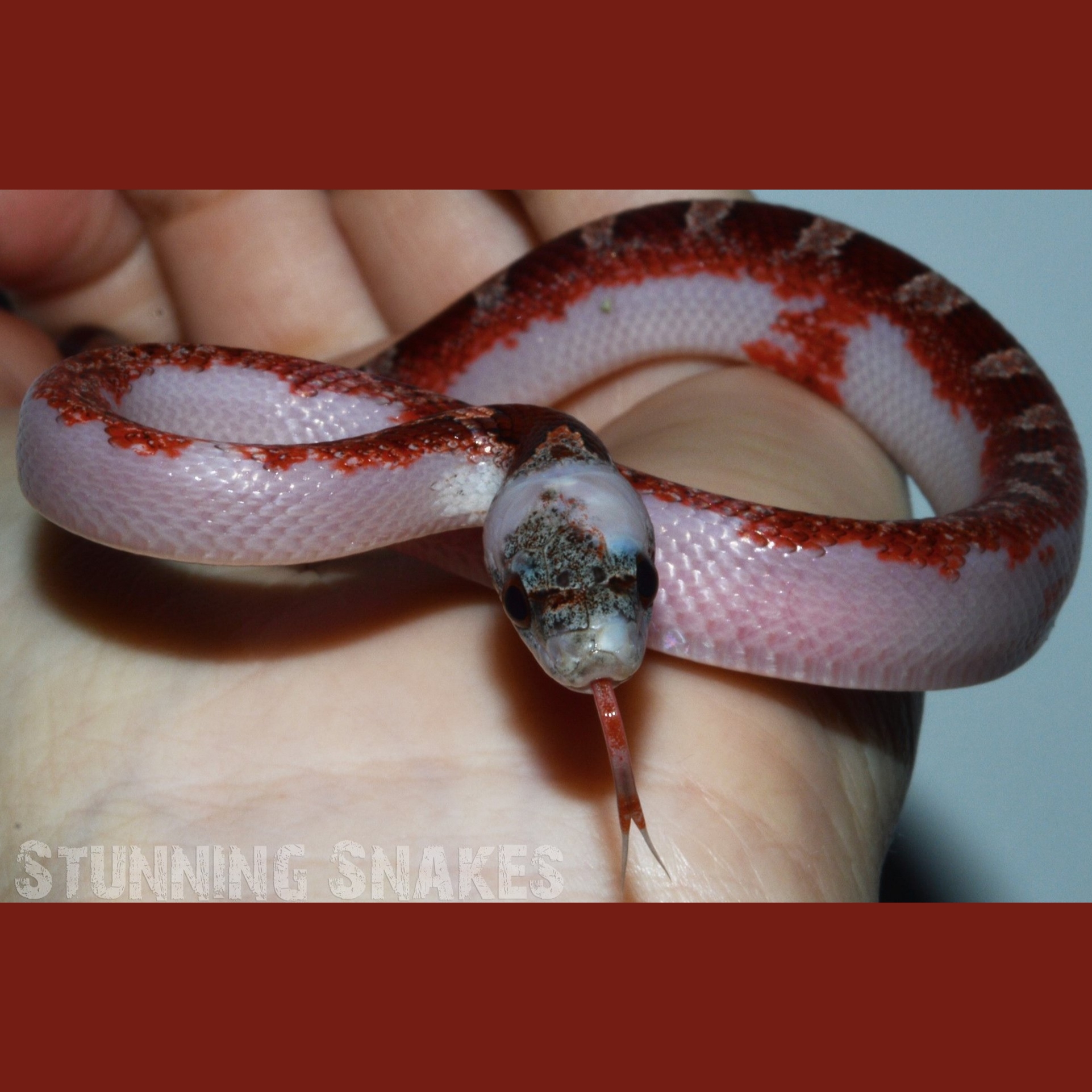 Detail Cotton Candy Snow Corn Snake Nomer 50