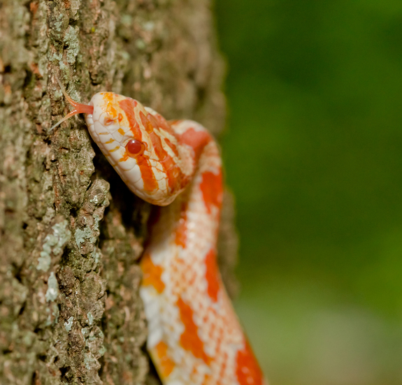 Detail Cotton Candy Snow Corn Snake Nomer 52