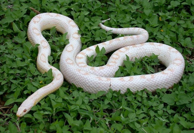 Detail Cotton Candy Snow Corn Snake Nomer 53