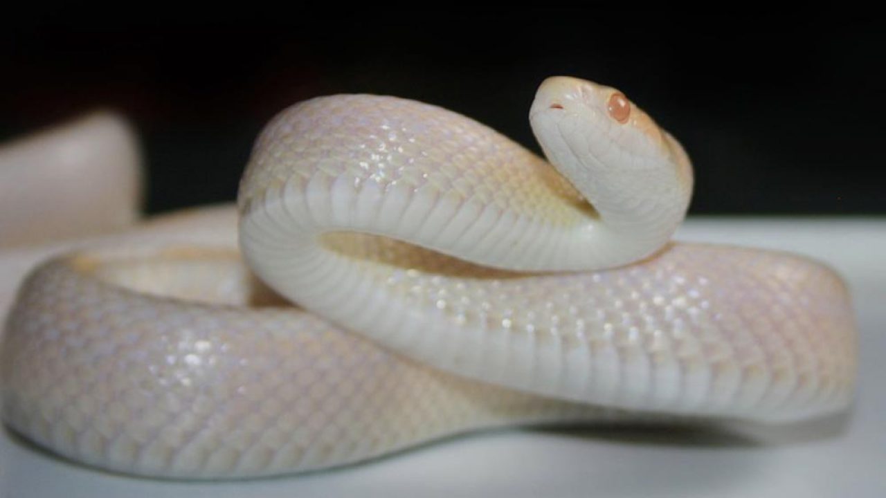 Detail Cotton Candy Snow Corn Snake Nomer 9