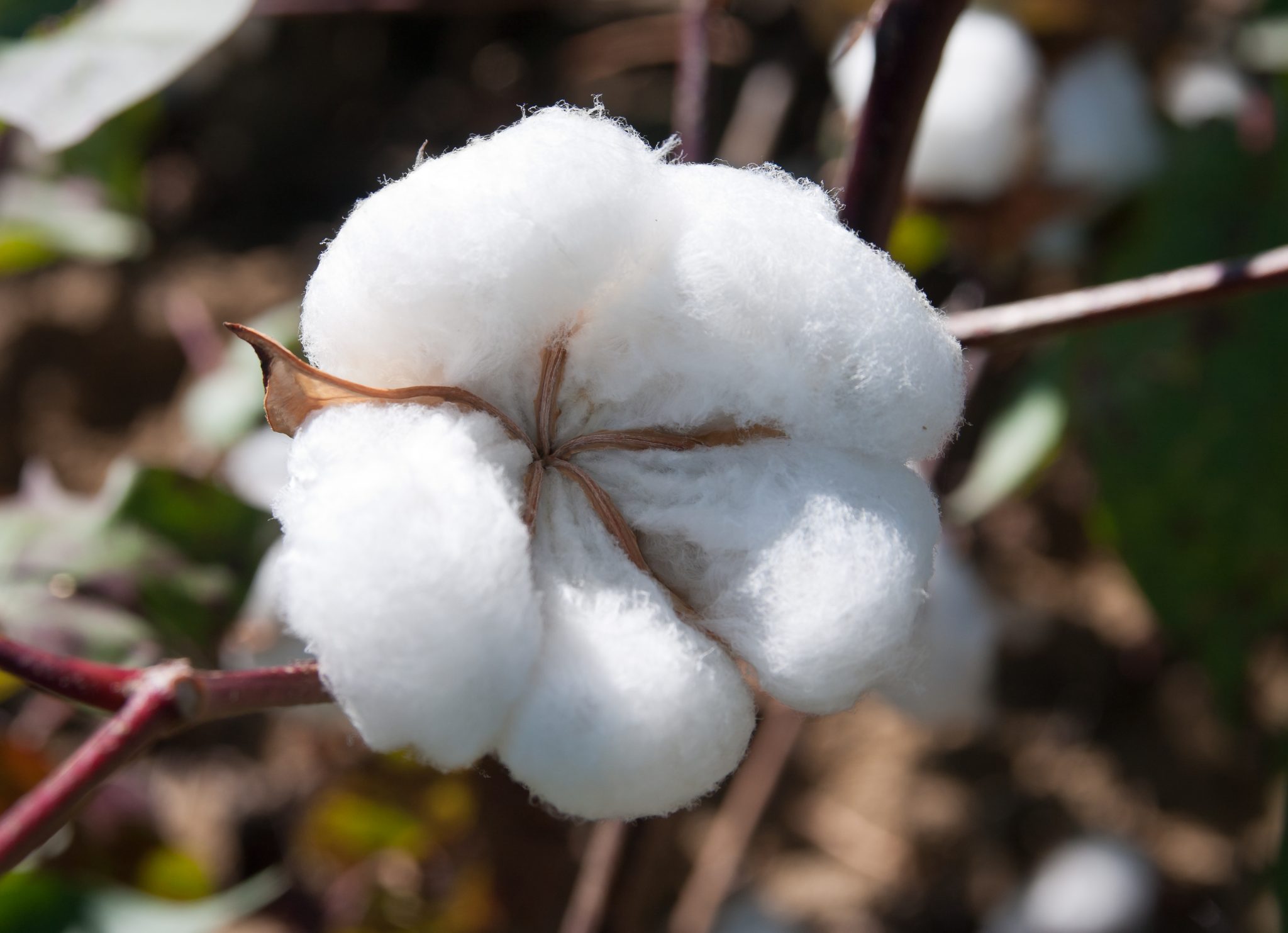 Detail Cotton Plant Images Nomer 3