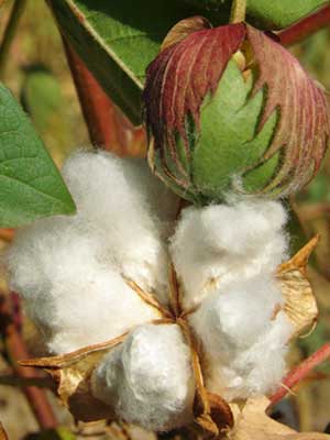 Detail Cotton Plant Images Nomer 42