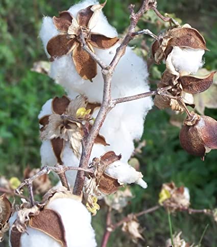 Detail Cotton Plant Images Nomer 48