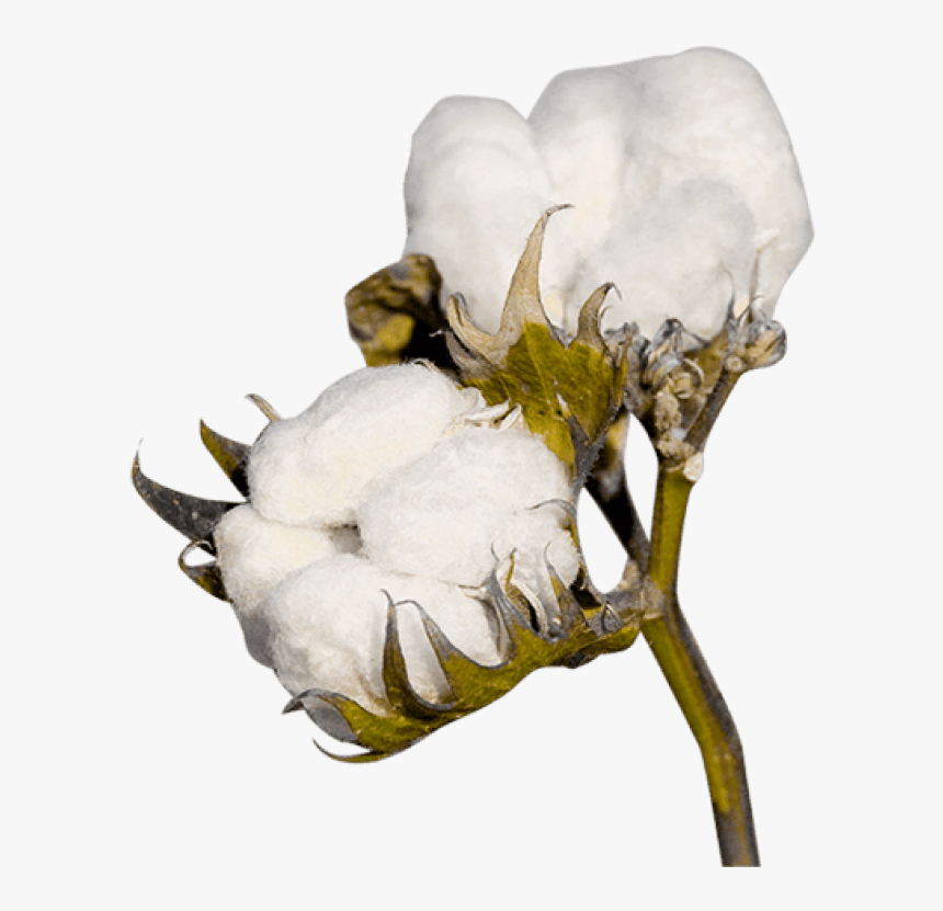 Detail Cotton Plant Png Nomer 2