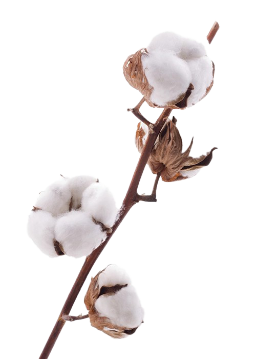 Detail Cotton Plant Png Nomer 11