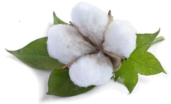 Detail Cotton Plant Png Nomer 31