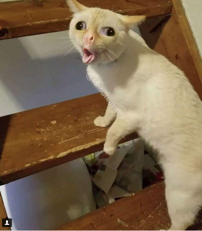 Coughing Cat Meme - KibrisPDR