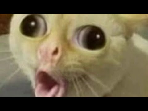 Detail Coughing Cat Meme Nomer 22