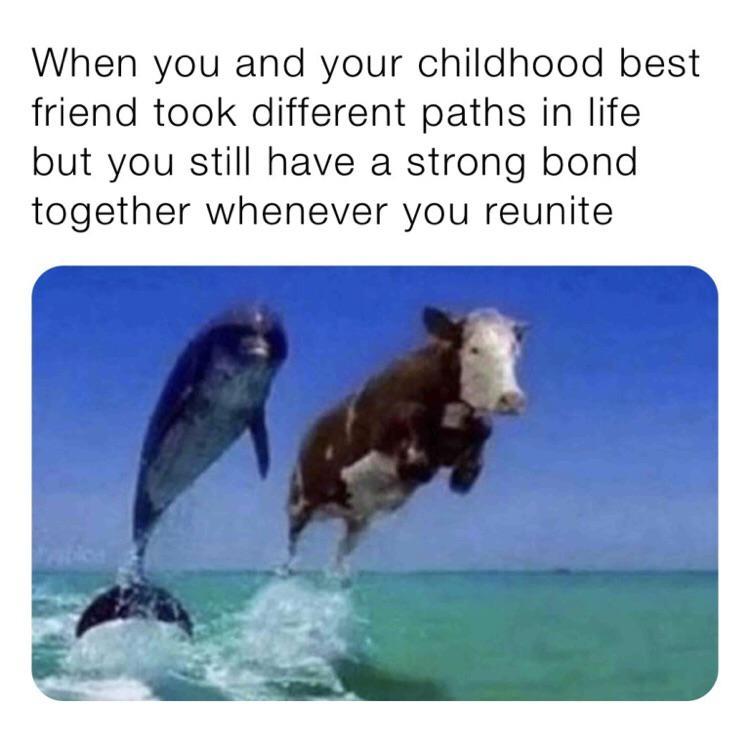Cow And Dolphin Meme - KibrisPDR