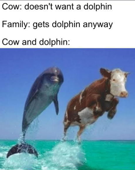 Detail Cow And Dolphin Meme Nomer 4