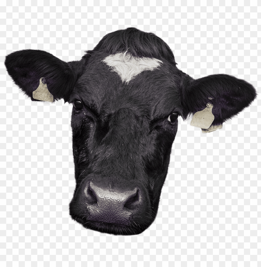 Cow Face Png - KibrisPDR