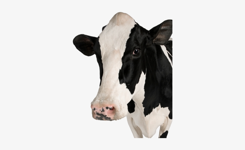 Detail Cow Face Png Nomer 17