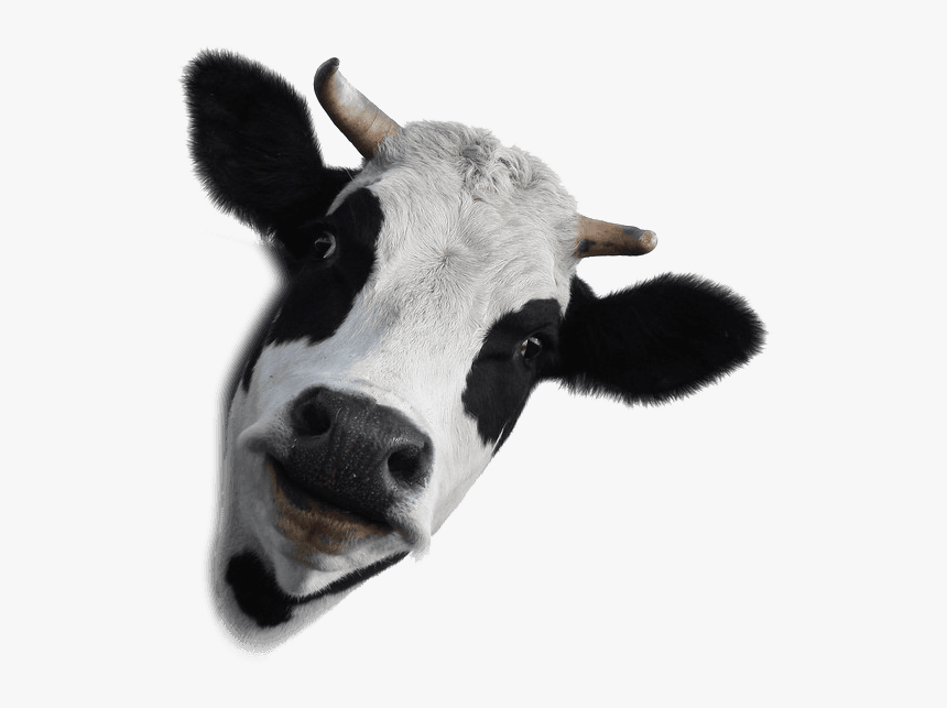 Detail Cow Face Png Nomer 3