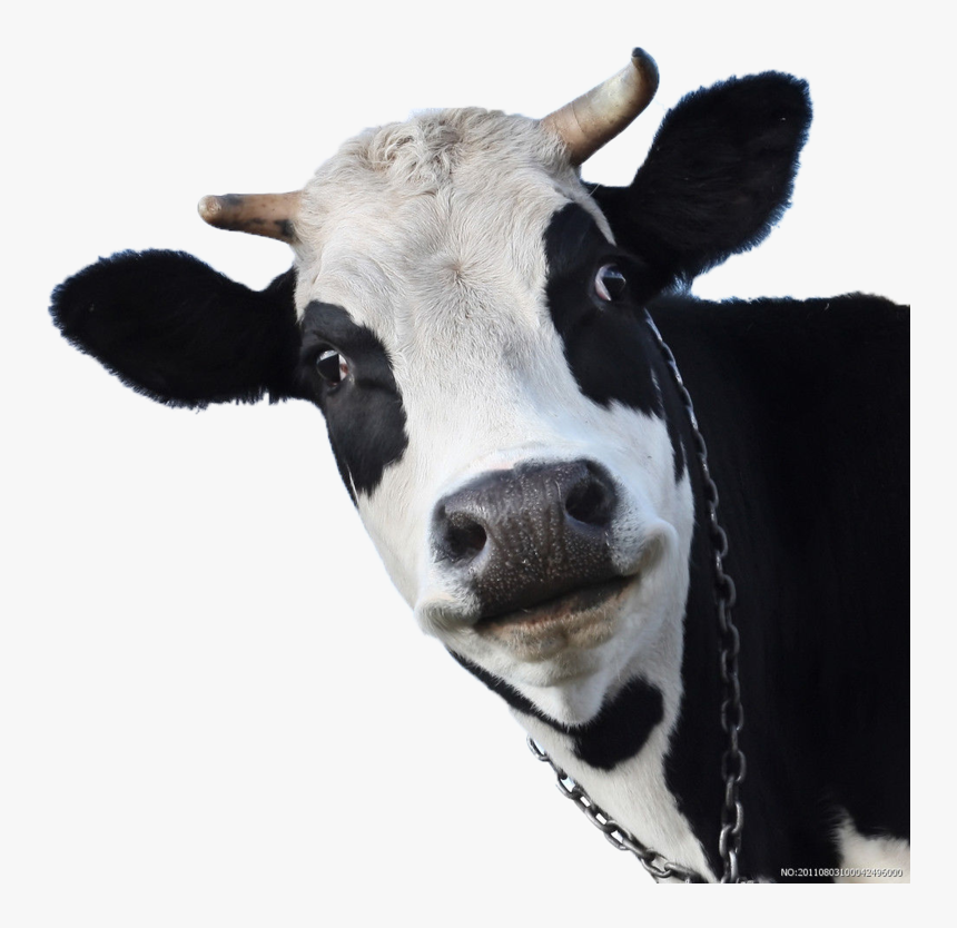 Detail Cow Face Png Nomer 7