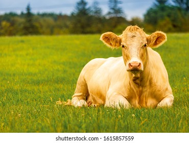 Download Cow Hd Nomer 34