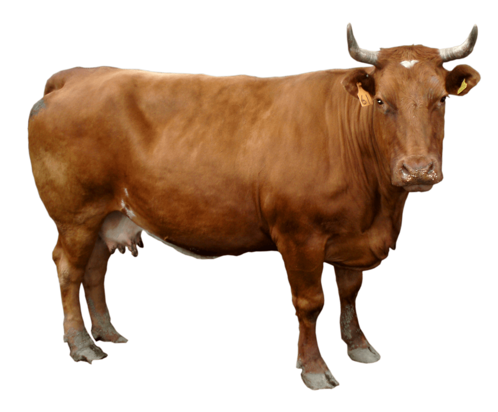 Detail Cow Hd Images Nomer 46