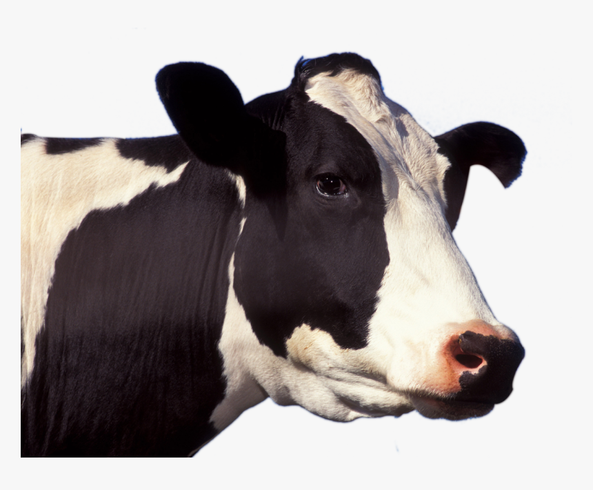 Detail Cow Hd Images Nomer 56