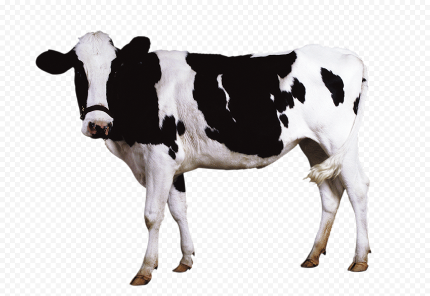 Detail Cow Hd Images Nomer 8