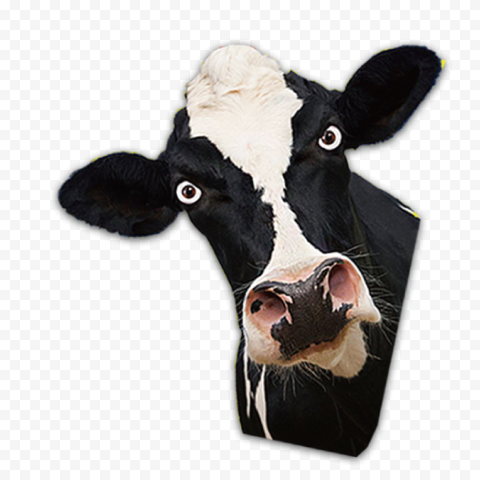 Detail Cow Head Png Nomer 3