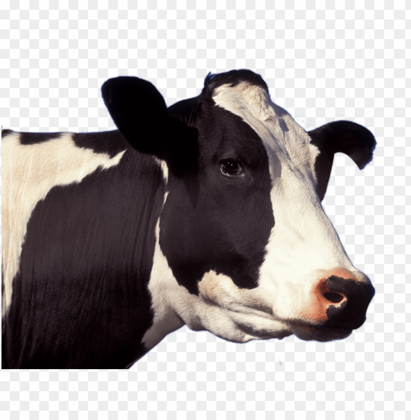 Detail Cow Head Png Nomer 4