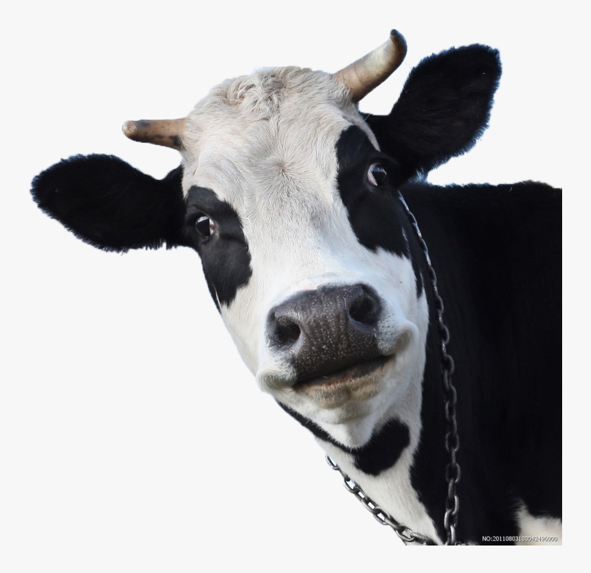 Detail Cow Head Png Nomer 5