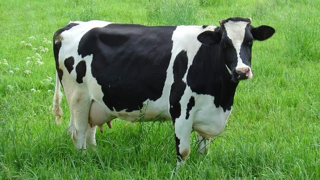 Detail Cow Image Hd Nomer 12