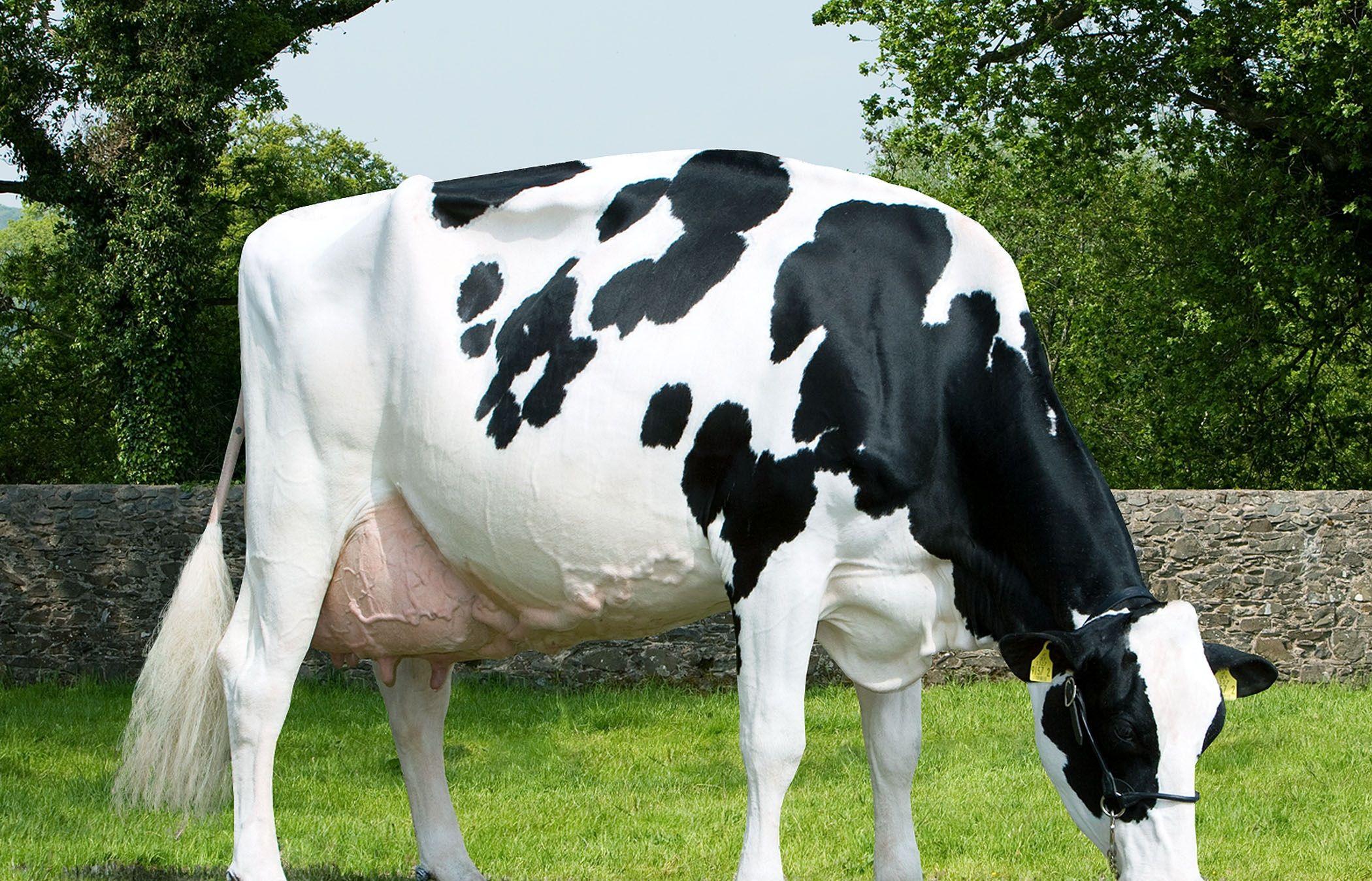 Detail Cow Image Hd Nomer 19