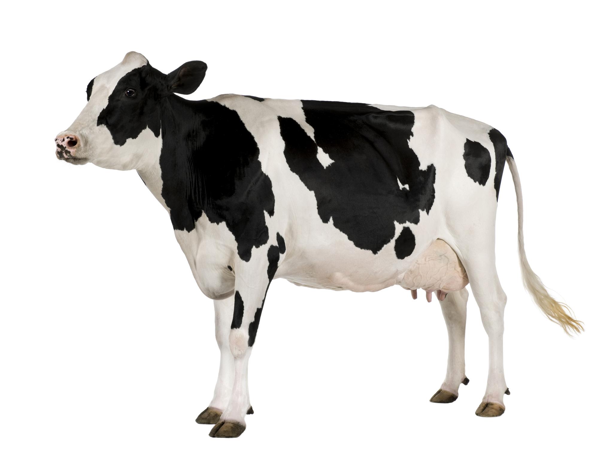 Detail Cow Image Hd Nomer 22