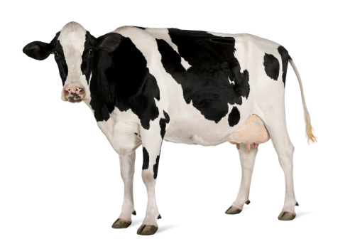 Detail Cow Image Hd Nomer 5