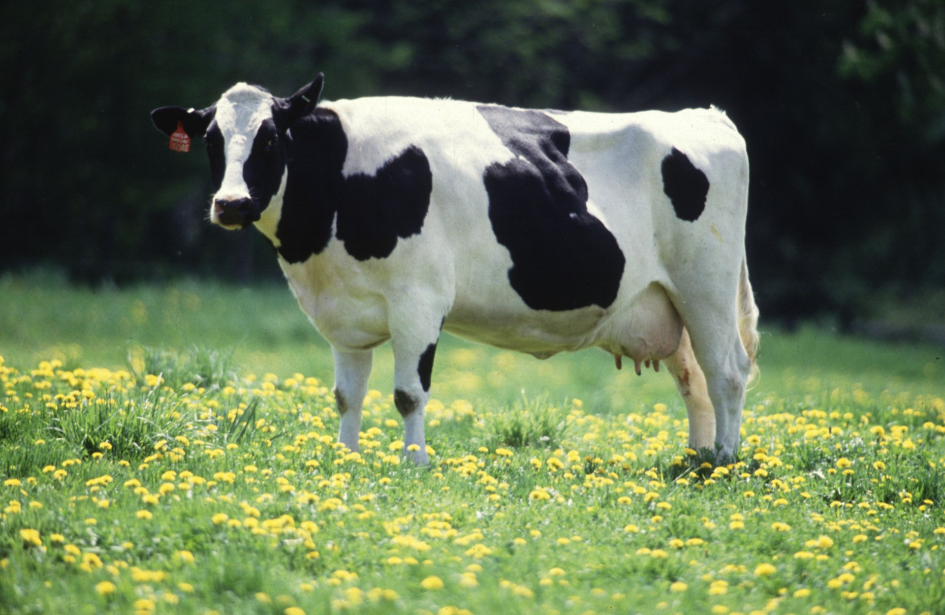 Detail Cow Image Hd Nomer 47