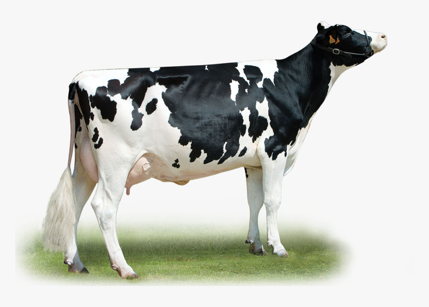 Detail Cow Image Hd Nomer 54