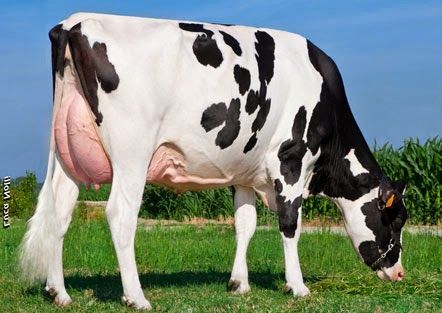 Detail Cow Image Hd Nomer 8