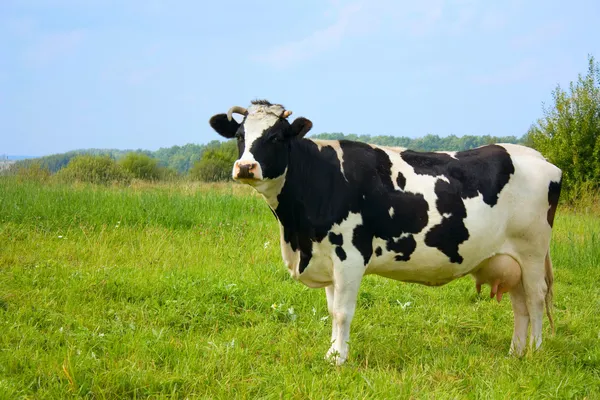 Detail Cow Images Free Download Nomer 25